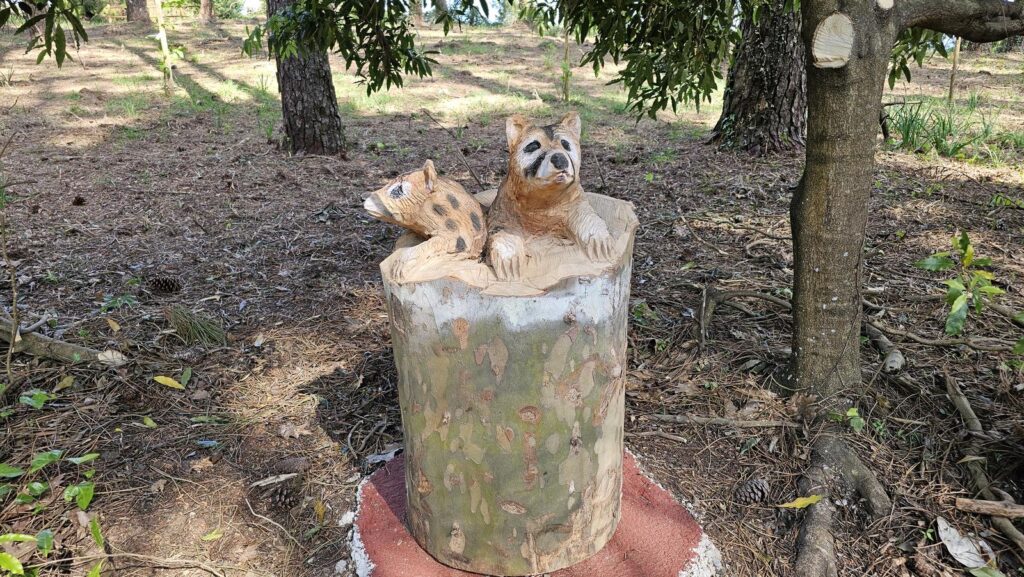 Mapaches